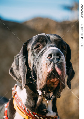 Close Up Great Dane Big Dog. Deutsche Dogge 18462962