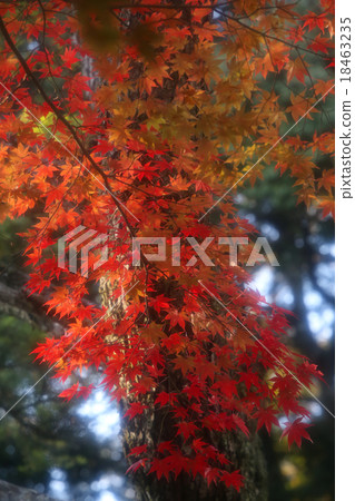 Iroha nozomi software Iroha nozomi software 18463235