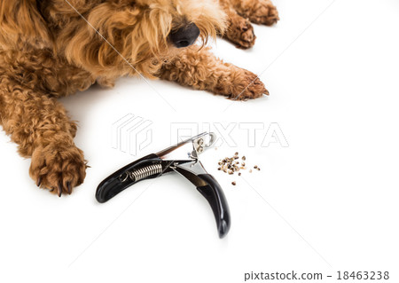 Nails clipped during gromming with clipper Nails clipped during gromming with clipper 18463238