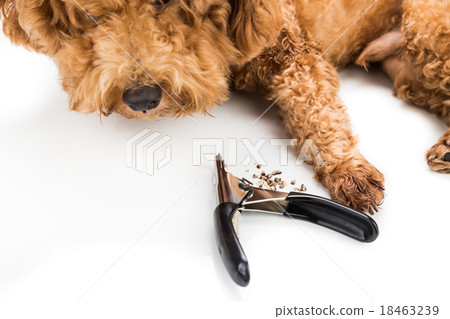 Nails clipped during gromming with clipper Nails clipped during gromming with clipper 18463239