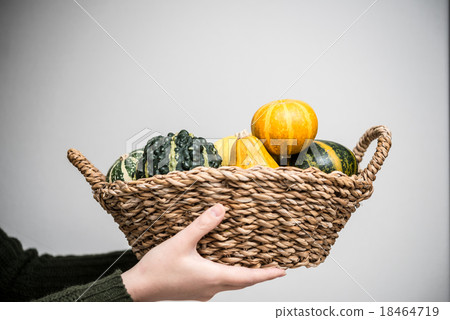 觀賞南瓜 18464719