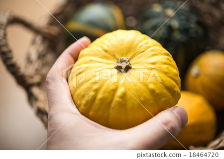 觀賞南瓜 18464720