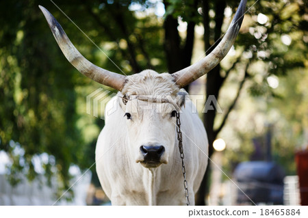 Portrait of Ox Portrait of Ox 18465884