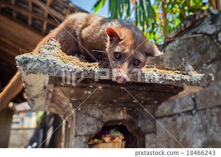 Balinese Luwak making most expensive coffee Balinese Luwak making most expensive coffee 18466243