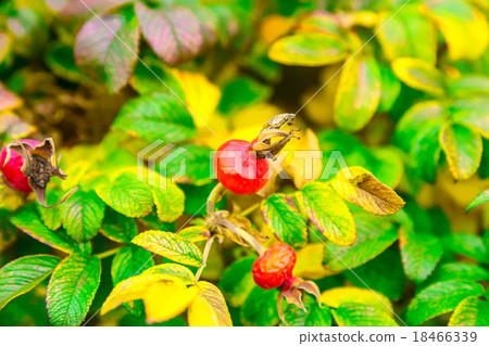 Bush of Dog-Rose With Berries 18466339