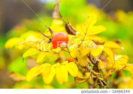 Red Dog-Rose on Branch of Bush 18466344
