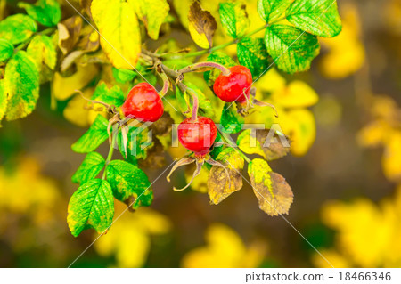 Red Cankerberry on the Branches of Bush 18466346
