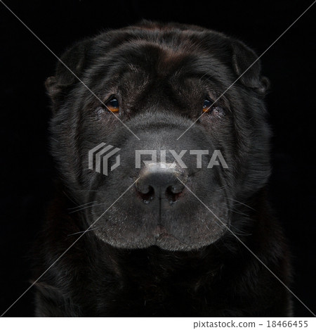 Black shar pei Black shar pei 18466455