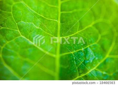 Green leaf close up 18466563