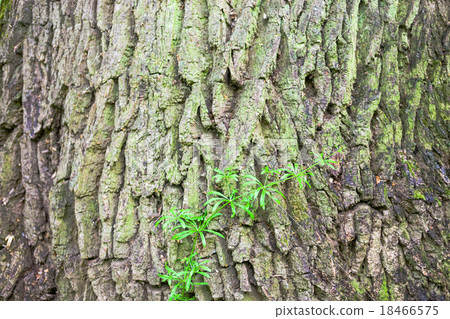 Close up of the tree bark with green moss 18466575