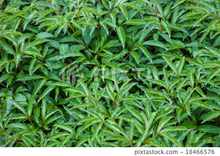 Green leaves of peony flowers with raindrops 18466576