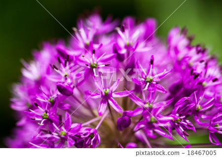 Blooming ornamental onion (Allium) 18467005