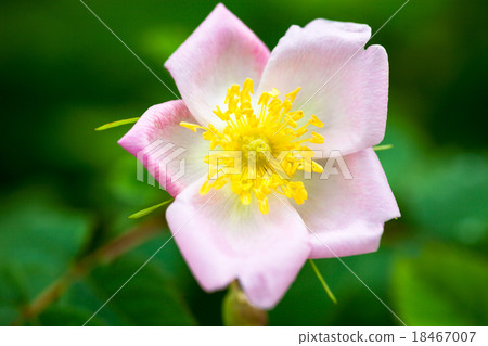 Pale pink rose flower 18467007