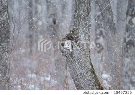 休息在雪舞蹈期間的Ezo貓頭鷹 休息在雪舞蹈期間的Ezo貓頭鷹 18467836