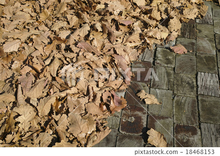 Season of fallen leaves 18468153