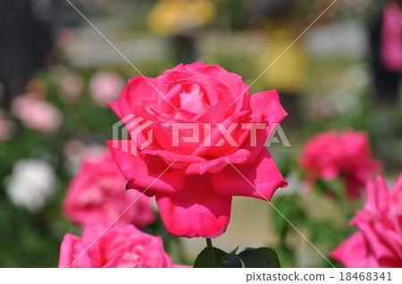 Maria Callas in full bloom 18468341