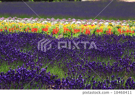 Nakafurano鎮的綾香村 18468411