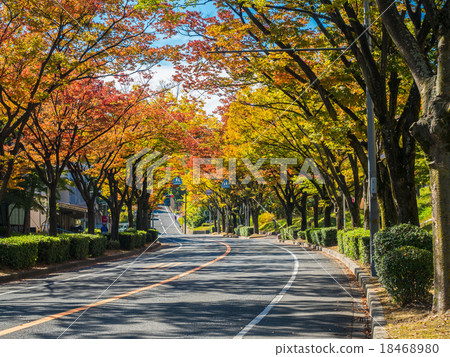 秋葉街道樹Zelkova 18468980