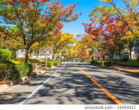 Street tree of autumn leaves Zelkova 18469015