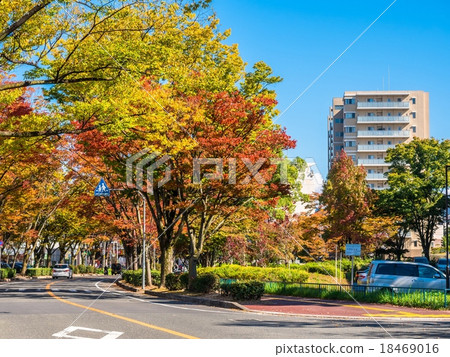 Street trees and condominiums of autumn leaves Zelkova 18469016