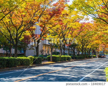 Street tree of autumn leaves Zelkova Street tree of autumn leaves Zelkova 18469017
