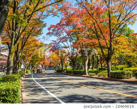 秋葉街道樹Zelkova 18469018