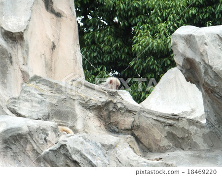 Japanese monkey hide and seek 18469220