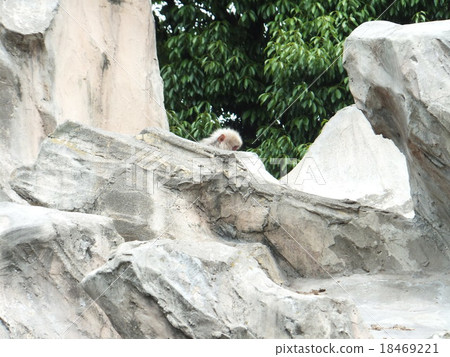 Japanese monkey hide and seek Japanese monkey hide and seek 18469221