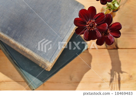 Chocolate cosmos and old books 18469483