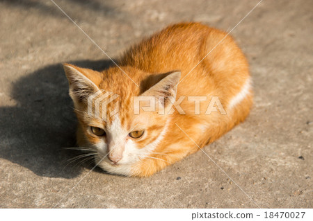 kitty on warm sunset kitty on warm sunset 18470027