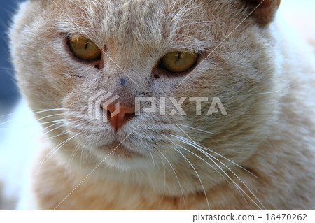 貓 貓 18470262