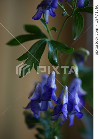 Torikabuto flowers 18471566