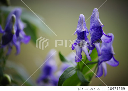 Torikabuto花 18471569