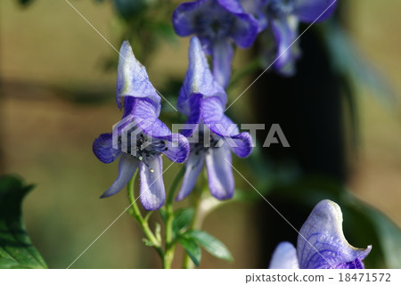 Torikabuto花 18471572