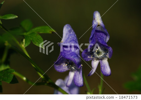 Torikabuto花 18471573