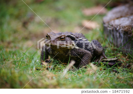 Toad Toad 18471592