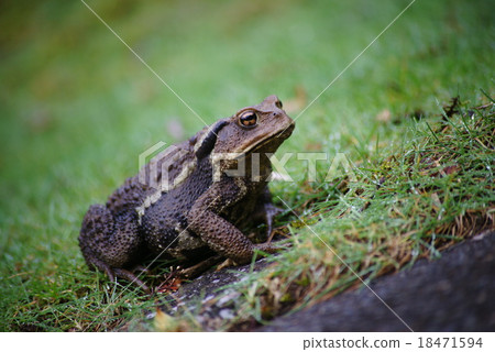 蟾蜍 蟾蜍 18471594