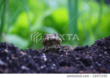 蟾蜍 蟾蜍 18471595
