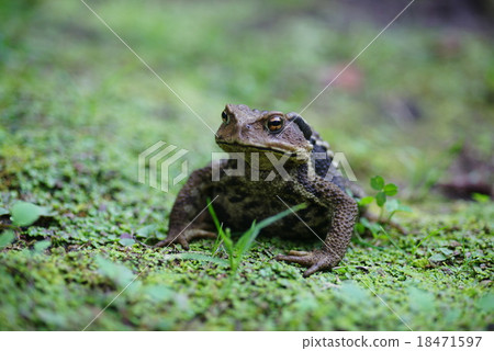 Toad Toad 18471597