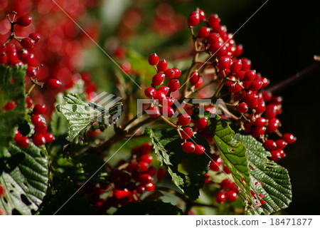 Viburnum 18471877