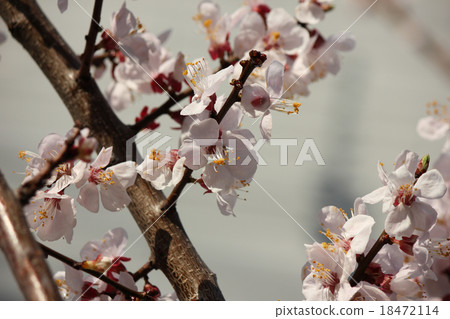 安祖花 安祖花 18472114