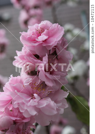 火影忍者花子 火影忍者花子 18472115
