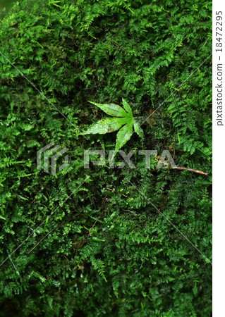 夏天楓 夏天楓 18472295