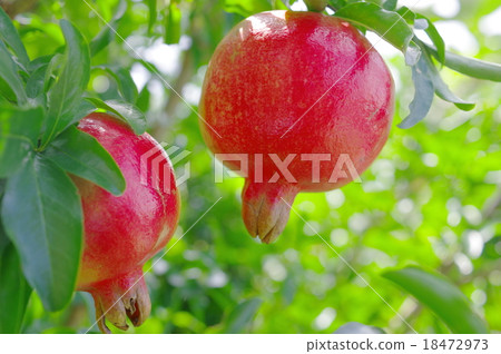 Pomegranate fruit Pomegranate fruit 18472973