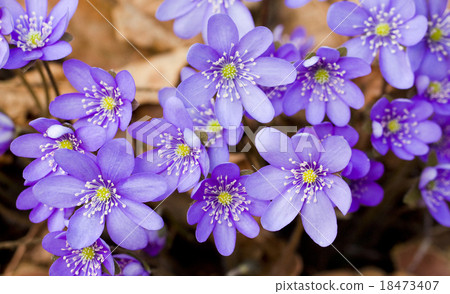Bluebell Bluebell 18473407