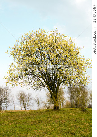 tree in summer 18473567