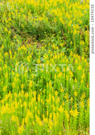 Seita kuwadachi grows thick 18474338