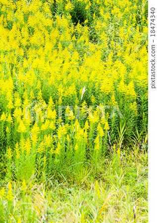 Seita kuwadachi grows thick 18474340