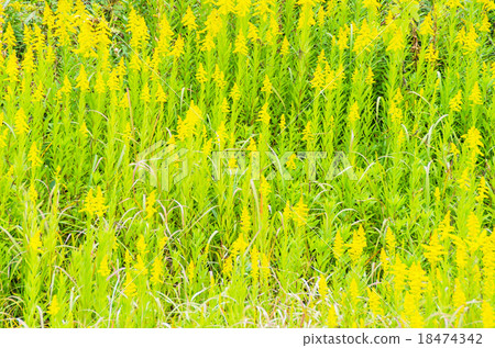 Seita kuwadachi grows thick Seita kuwadachi grows thick 18474342