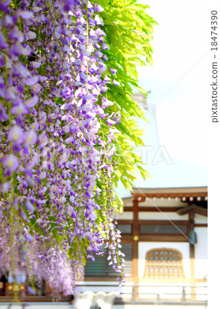 Fuji of Koenji (Konenji) (May) Ichikawa city, Chiba Prefecture 18474390